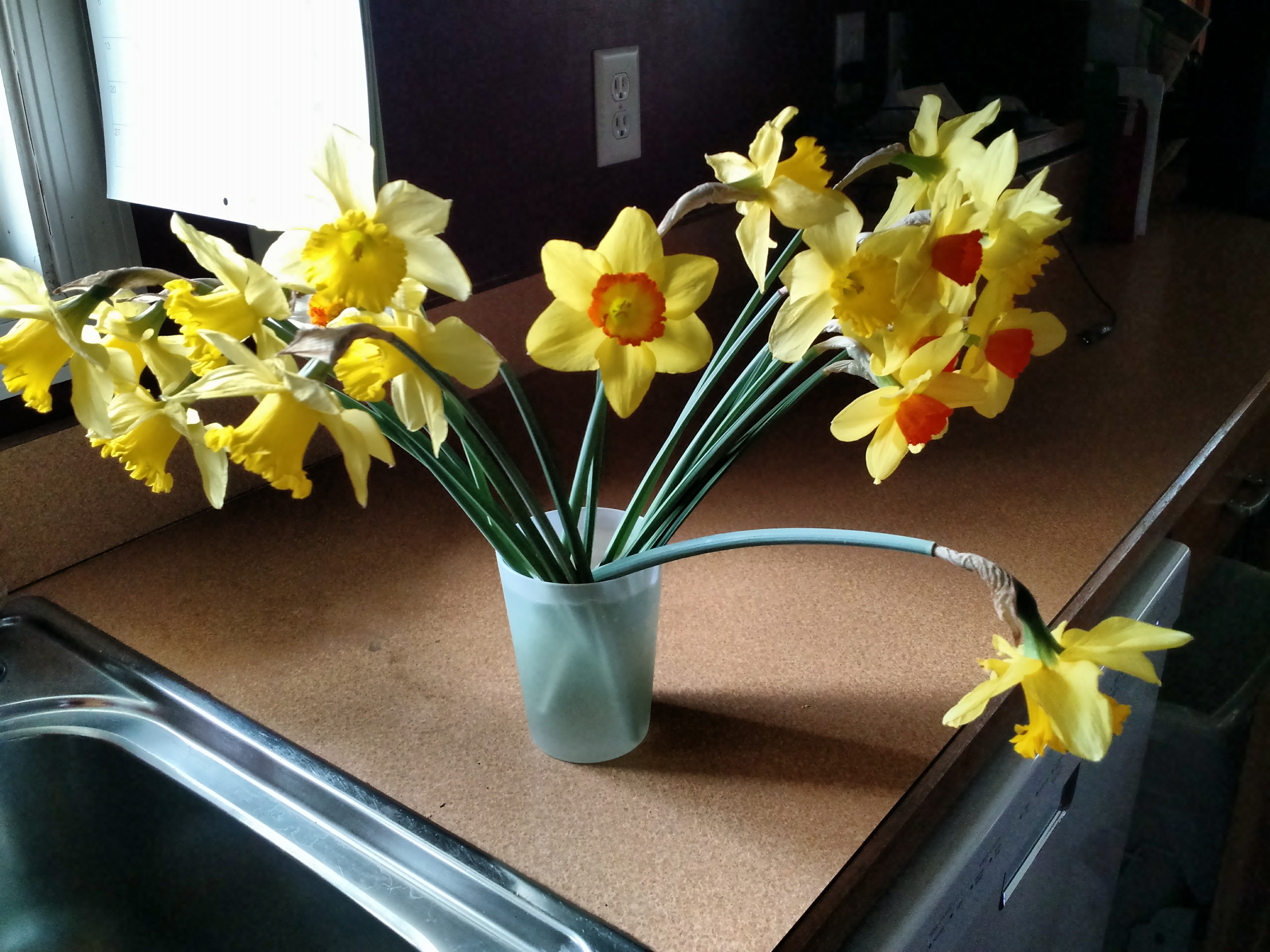 daffodils for cutting